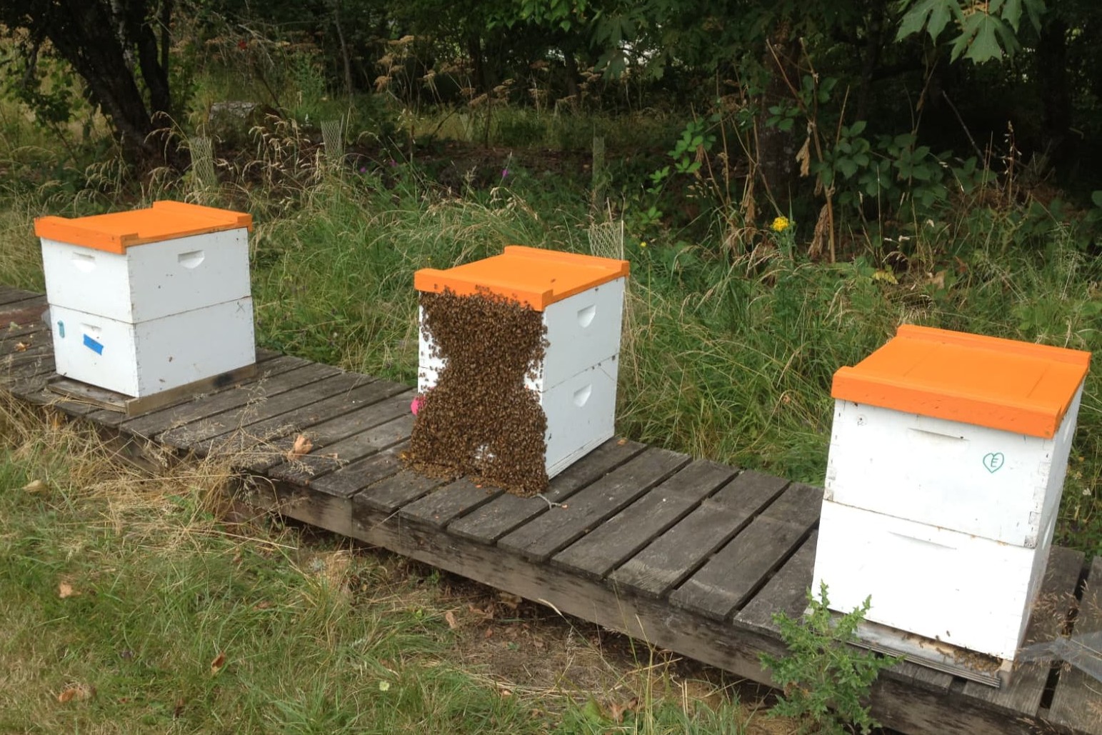 Photo of three beehives, the middle with thousands of bees clustered on the front. The other two hives do not have bees on the front.